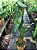 Muda Baunilha  (Vanilla planifolia) clonada de estaca - Imagem 3