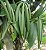 Muda Baunilha  (Vanilla planifolia) clonada de estaca - Imagem 1