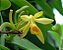 Muda Baunilha  (Vanilla planifolia) clonada de estaca - Imagem 2