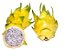 Muda Pitaya Golden Amarela hibrida sem espinhos - Imagem 1