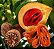 Muda Noz-Moscada (Myristica fragans) - Imagem 1