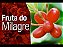 Muda de Fruta do Milagre - Miracle Fruit  12 a 18 cm - Imagem 1