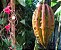 Muda Cacau Jacaré ou Carambola Marron – Herrania Balaensis - Imagem 1