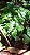 Muda Cacau Jacaré ou Carambola Marron – Herrania Balaensis - Imagem 2