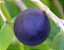 Muda Jabuticaba Azul - Myrciaria Vexator - Exótico - Imagem 1