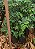 Muda Jabuticaba Branca ( Plinia ( Myrciaria ) aureana - Imagem 4