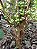 Muda Jabuticaba Branca ( Plinia ( Myrciaria ) aureana - Imagem 3