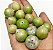 Muda Jabuticaba Branca ( Plinia ( Myrciaria ) aureana - Imagem 2