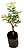 Muda Jabuticaba Paulista Variegata – Plinia cauliflora “Variegata”-Enxertada - Imagem 2