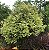 Muda Jabuticaba Paulista Variegata – Plinia cauliflora “Variegata”-Enxertada - Imagem 3