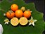 Muda Laranjinha Ou Lulo ( Solanum quitoense ) Para vaso - Imagem 3