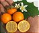 Muda Laranjinha Ou Lulo ( Solanum quitoense ) Para vaso - Imagem 1