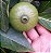 Muda Puruí Graúdo ou Marmelada de Bezerro (Alibertia Edulis) - Muito Doce - Imagem 3
