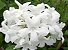 Muda Cipó Branco ou Cuspidária Branca ( Cuspidaria convoluta alba ) trepadeira - Imagem 1
