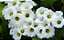 Muda Flor Manto Branco  ou Lençol Branco– Turbina corymbosa - Imagem 4