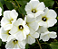 Muda Flor Manto Branco  ou Lençol Branco– Turbina corymbosa - Imagem 1