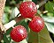 Muda de Alegria dos Pássaros - Alaeagnus Umbellata - Imagem 1