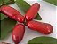 Muda Araticum Salsicha (Meiogyne Cylindrocarpa) - Novidade no Brasil - Imagem 1