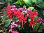 Muda da Flor Lágrima de Cristo Vermelha - Clerodendron Thomsoniae - Imagem 1