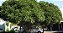 Muda de Árvore Samambaia(Sombreiro ) - Imagem 4