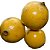 Muda Baga de Macaco ou  laranja-de-macaco - Imagem 1