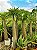 Muda de Palmeira de Madagascar-Novidade - Imagem 2