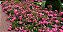 Muda mini rosa arbustiva Cor Pink(Rosa) Enxertada - Imagem 3