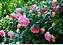 Muda mini rosa arbustiva Cor Pink(Rosa) Enxertada - Imagem 1