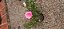 Muda mini rosa arbustiva Cor Pink(Rosa) Enxertada - Imagem 2