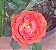 Muda mini rosa arbustiva Cor Laranjada   Enxertada - Imagem 1