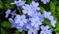 Muda Bela Emília (Plumbago Auriculata) - Azul- Já pode Florecer - Imagem 9