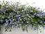 Muda Bela Emília (Plumbago Auriculata) - Azul- Já pode Florecer - Imagem 4