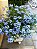 Muda Bela Emília (Plumbago Auriculata) - Azul- Já pode Florecer - Imagem 3