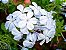 Muda Bela Emília (Plumbago auriculata) Cor Branca exótica - Imagem 1