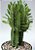 Muda De Cacto Candelabro Euphorbia Trigona Pote 3 - Imagem 2