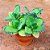 Mudas De Aranto-Kalanchoe Medicinal - Imagem 1