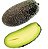 Muda Abacate Avocado sem Caroço para Vasoa ( Persea americana ) ENXERTO - Imagem 1