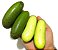 Muda Abacate Avocado sem Caroço para Vasoa ( Persea americana ) ENXERTO - Imagem 2