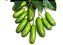 Muda Abacate Avocado sem Caroço para Vasoa ( Persea americana ) ENXERTO - Imagem 4