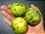 Muda Araçá Gigante ou Açú (Psidium Arboreum) - Nativo da Amazônica - Imagem 2