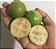 Muda Araçá Gigante ou Açú (Psidium Arboreum) - Nativo da Amazônica - Imagem 1