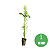 Muda de Araucária (Araucaria angustifolia )PINHÃO - Imagem 1