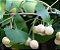 Muda  Ginko Biloba - Ginkgo Biloba - Imagem 1
