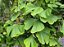 Muda  Ginko Biloba - Ginkgo Biloba - Imagem 2