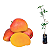 Muda Manga Rosa Enxertada (Mangifera Indica) - Imagem 1