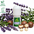 Desodorante Natural Rollon Concentrado Macadamia e Lavanda 70ml - Imagem 2