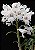 Dendrobium Sanderae - Imagem 1