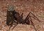ISCA FORMICIDA - Imagem 4