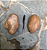 Fundo de Rio Batatinha - 30 Kg - Imagem 2