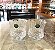 JOGO COPO WHISKY CRISTAL  IMPERATTORE BY STRAUSS - CX 2 PÇS - Imagem 1